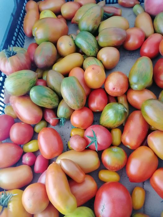 Продам домашние помидоры