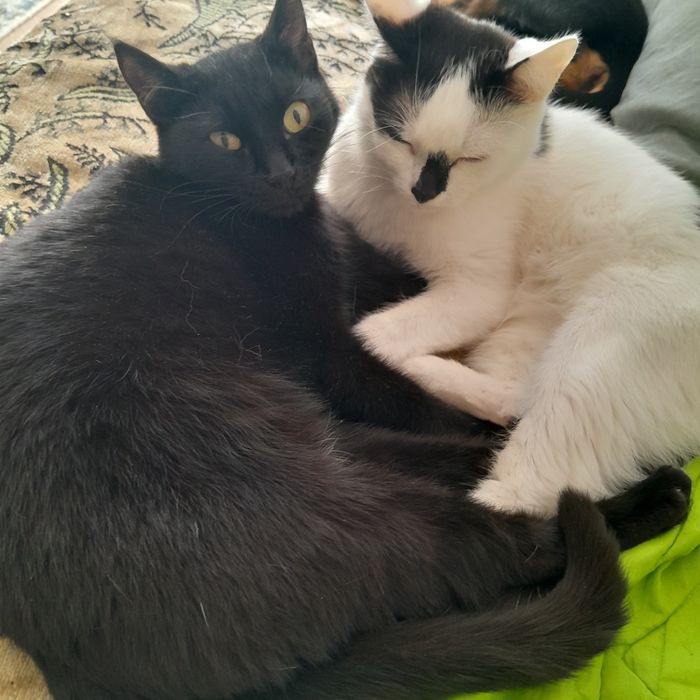 Отдам котят в добрые руки