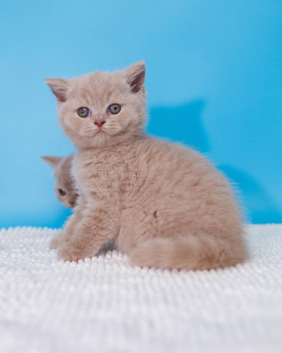 Лиловые британские котята