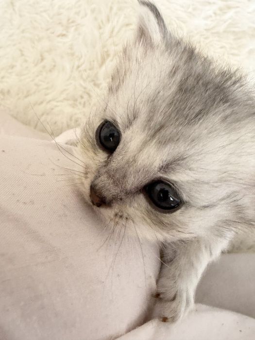 котята скоттиш страйт