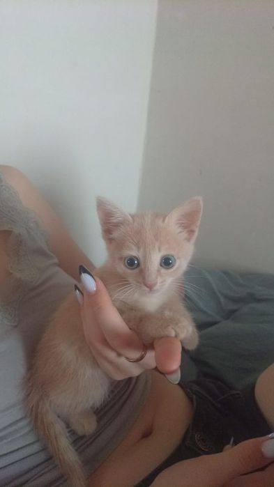 Отдаю котенка в добрые руки