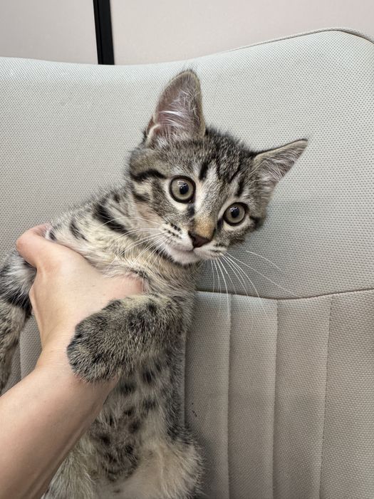 Котёнок приученный, ходит свою лодку очень игривая