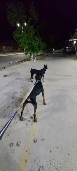 Вязка, опытный кобель породы доберман требуется невестка.