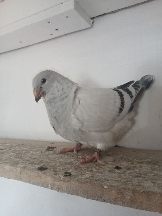 Porumbei standard azuri