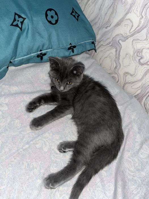 Отдам котят в добрые руки