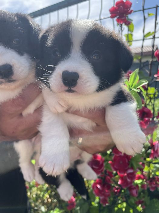 Вельш корги