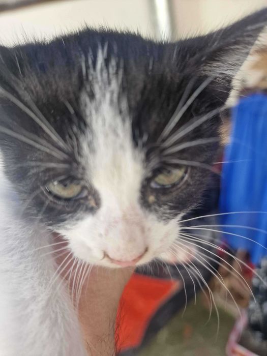 Se dau 2 pisicute catre adoptie