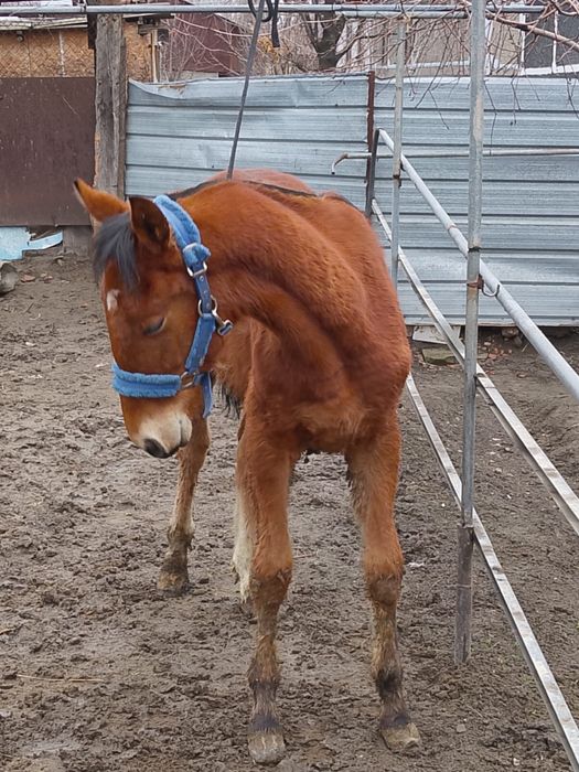 Продам жеребчика