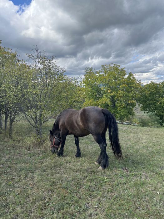 Cal Semigreu Castrat