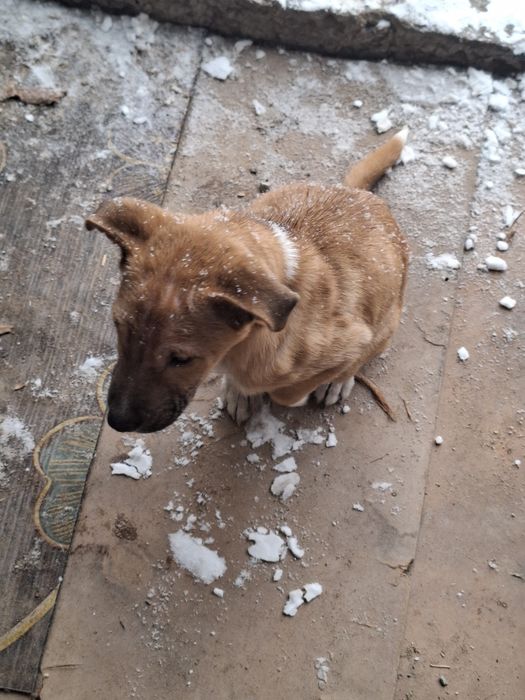 Помесь питбуля с алабаем