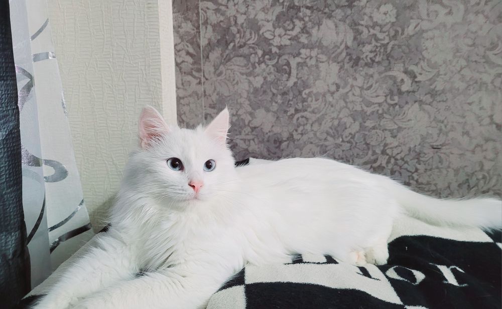 Вязка Кот Турецкого Ангора