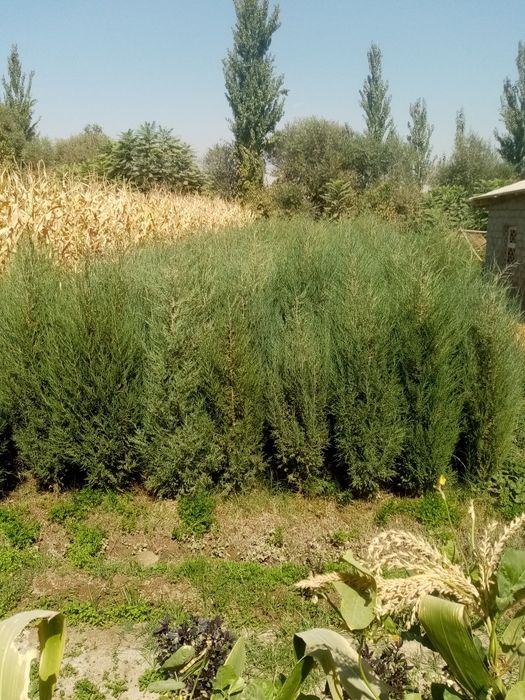 XAR turdagi manzarali archalar