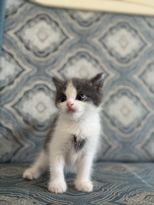 Отдам котят в самые лушче руки