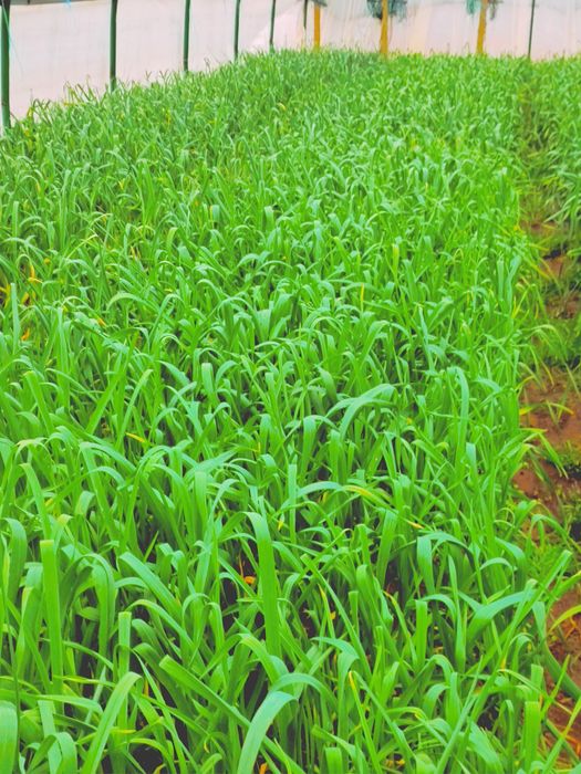 Usturoi verde pentruPaste