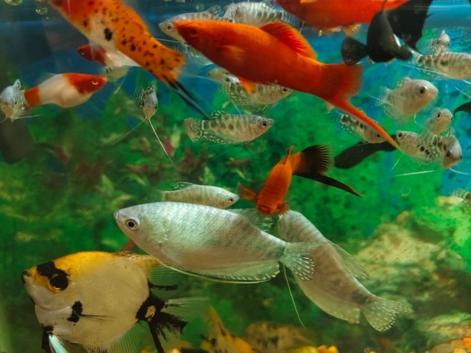 Домашние рыбки для аквариума