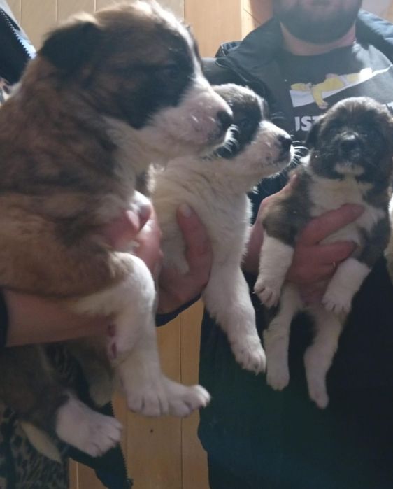 Щенки в добрые руки