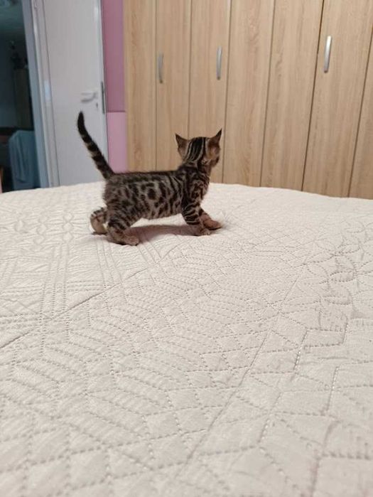 Бенгалски котета
