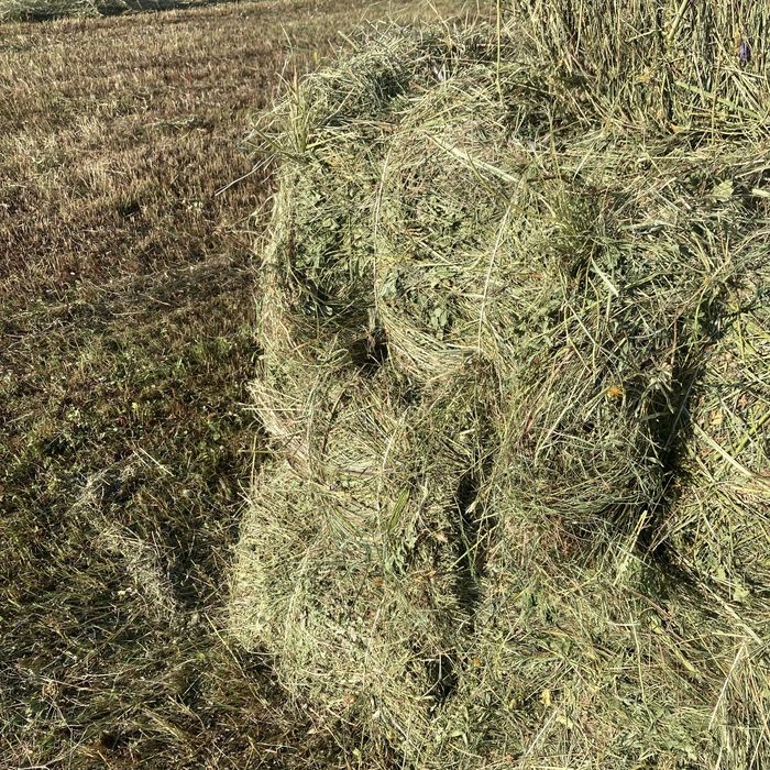 Продаю сено тюки  и рулон