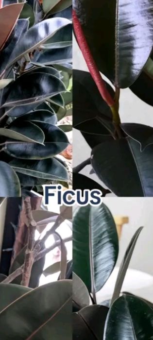 BOĜBONProfi boĝbonprofi