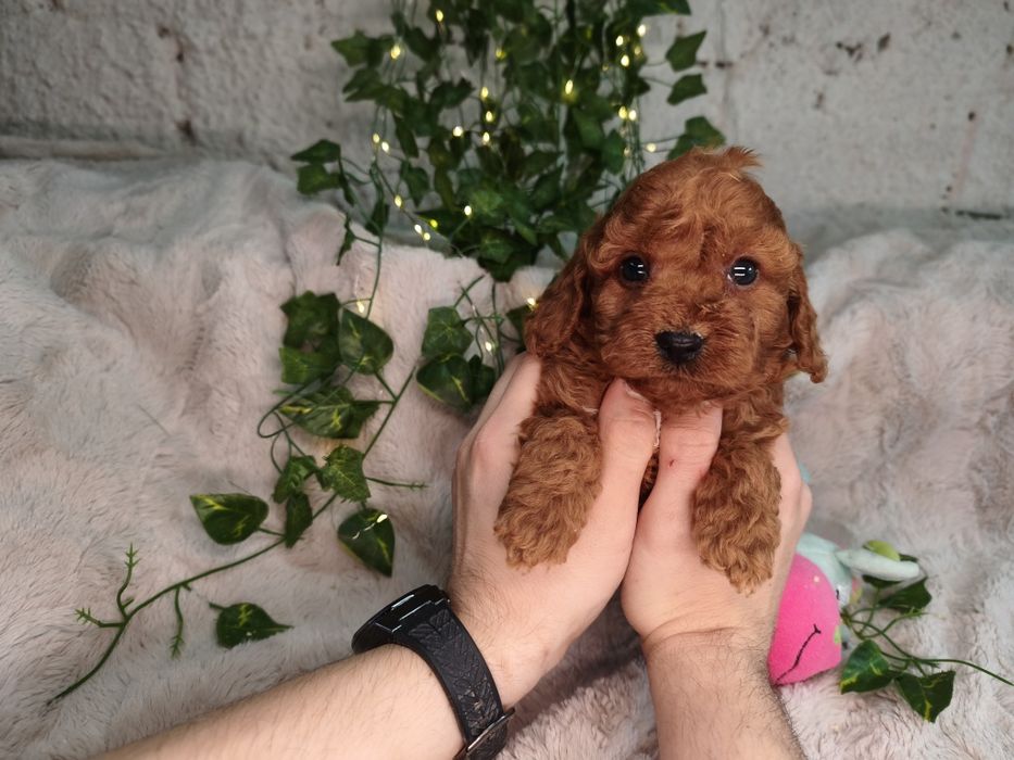 Vand baietel Cavapoo F1b red