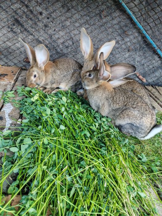 Iepure uriaș german