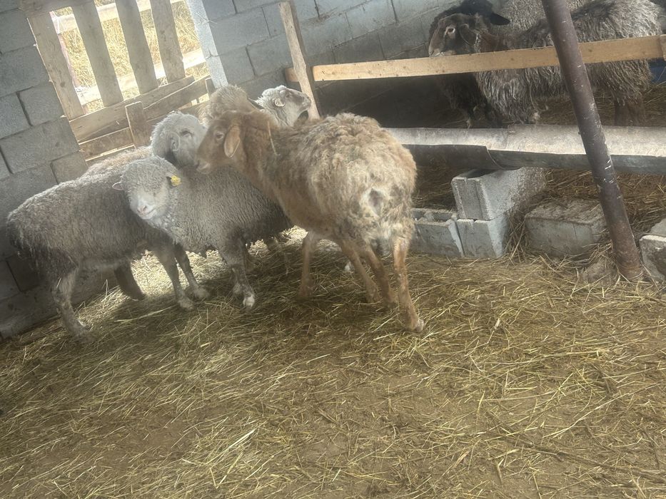 Продам жирных баран