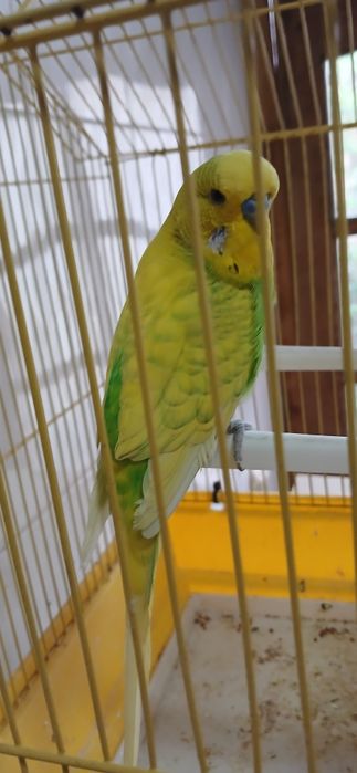 Валныстый папугай