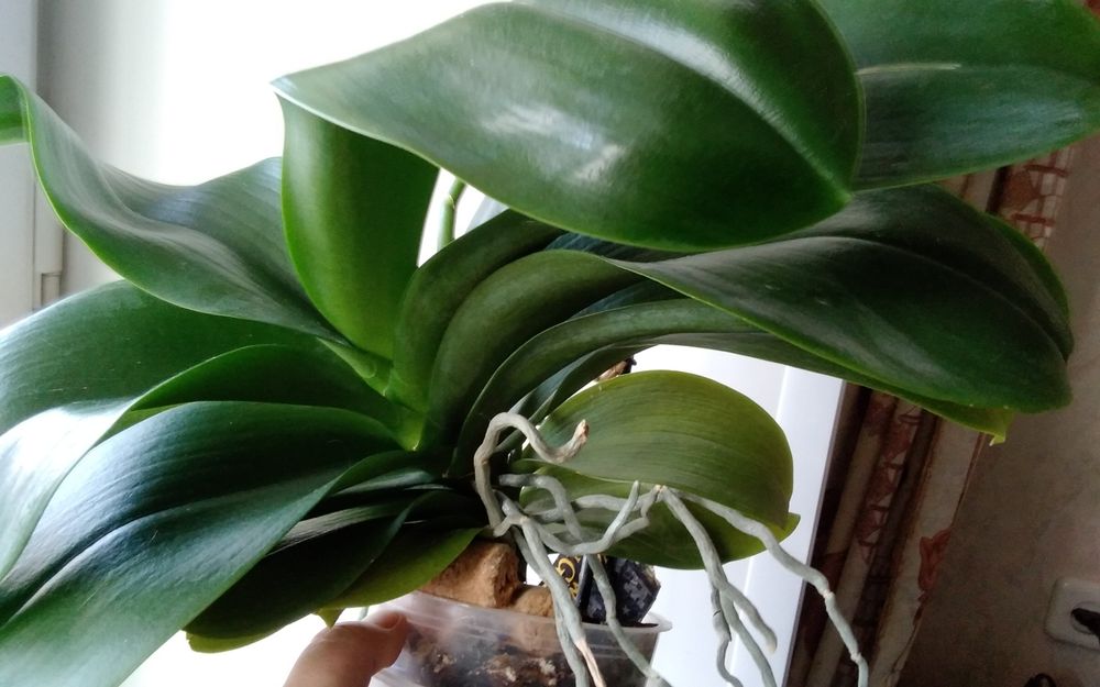 Продам домашнюю орхидею