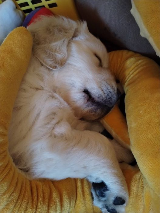 Голдън ретривър момченце родословен баща