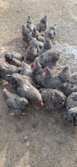 Oua de incubat si pui rasa Playmouth Rock