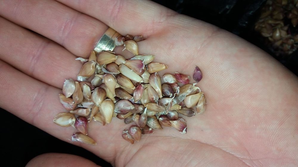 Sămânță usturoi românesc de COPALAU