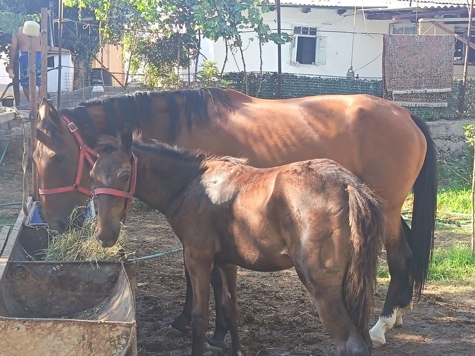 От она бола Дагестан зот