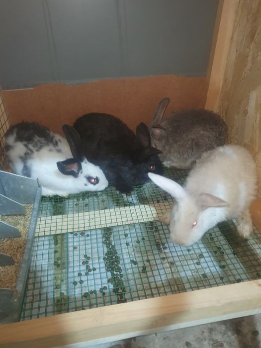 Quyon bolari sotiladi