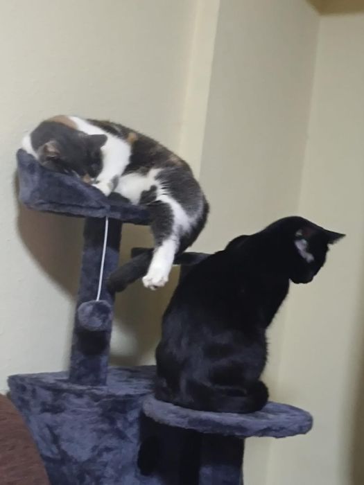 Cat Sitting de LUX – „Olimpul Pisicilor”