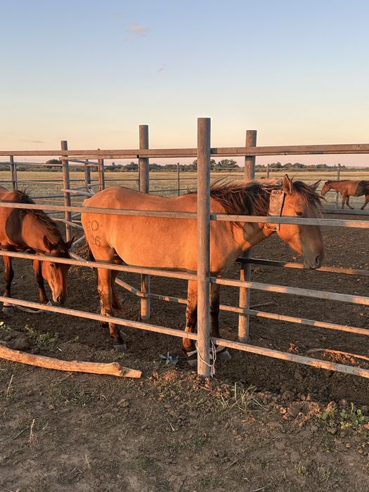 Мұғалжар МЗ айғыр құнан