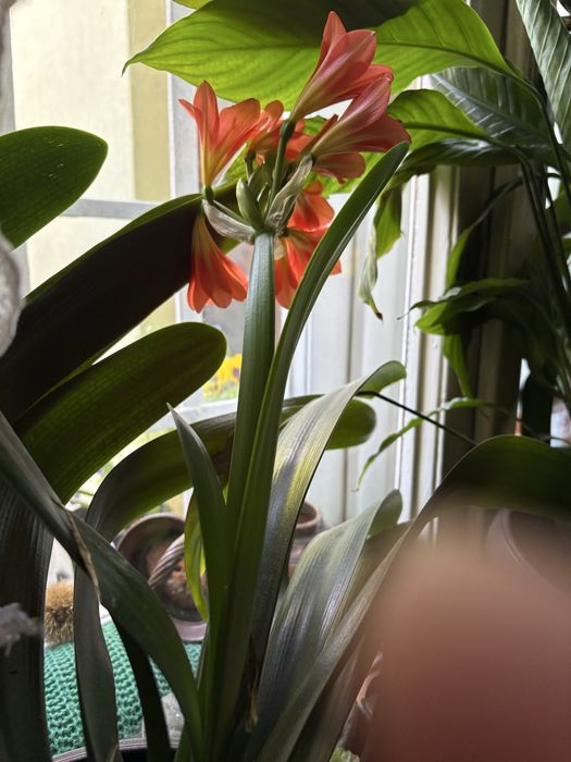 Floare de interior- Clivia
