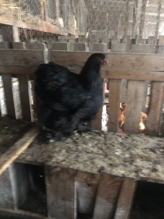 Vand cochinchina urias negru