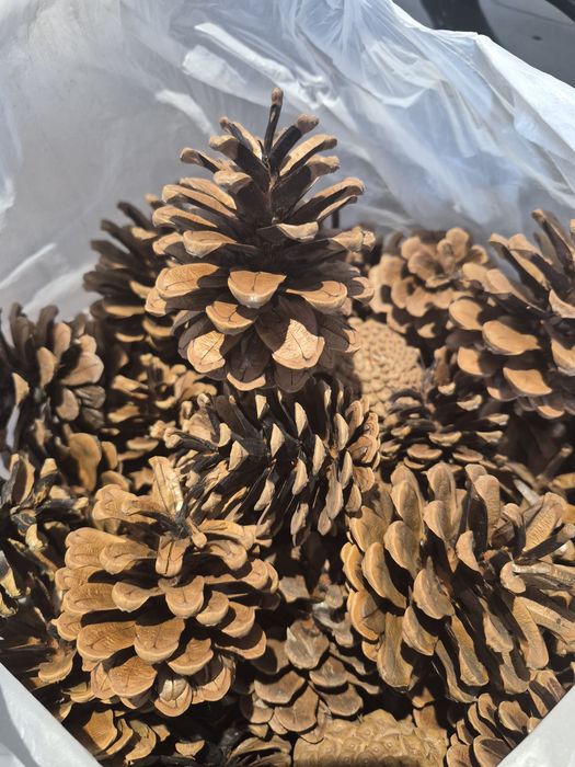 Шишки сосновые для декора и трудов