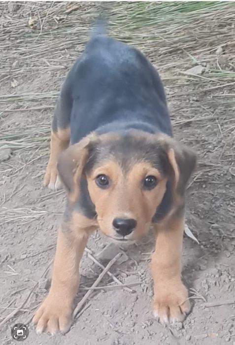 Отдам в добрые руки щенка.АЛМАТЫ