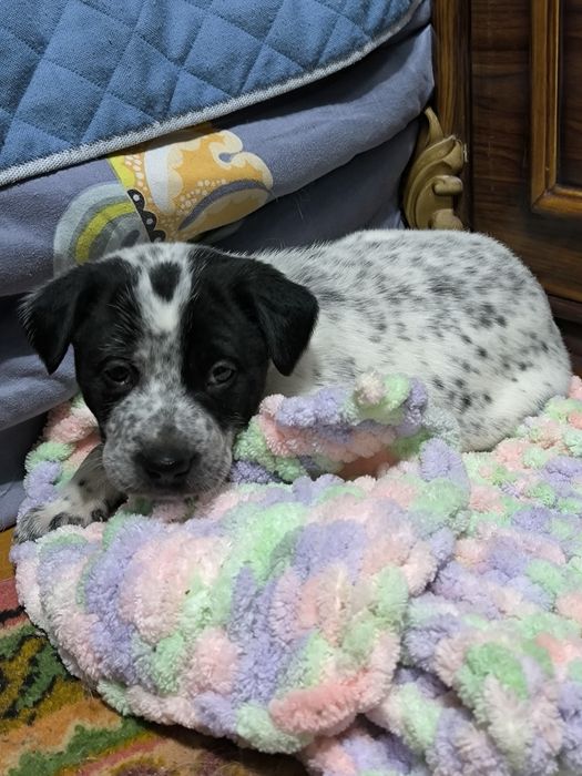 Щеночек в добрые руки!