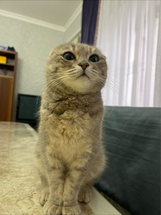 британская вислоухая