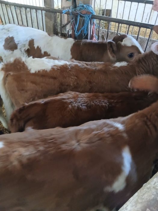 Vând taurasi si vitele preintarcati