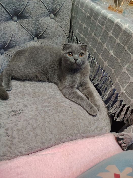 Skotish fold qiz bola