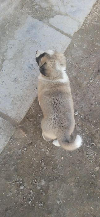 Bo'ribosar kuchuk sotiladi