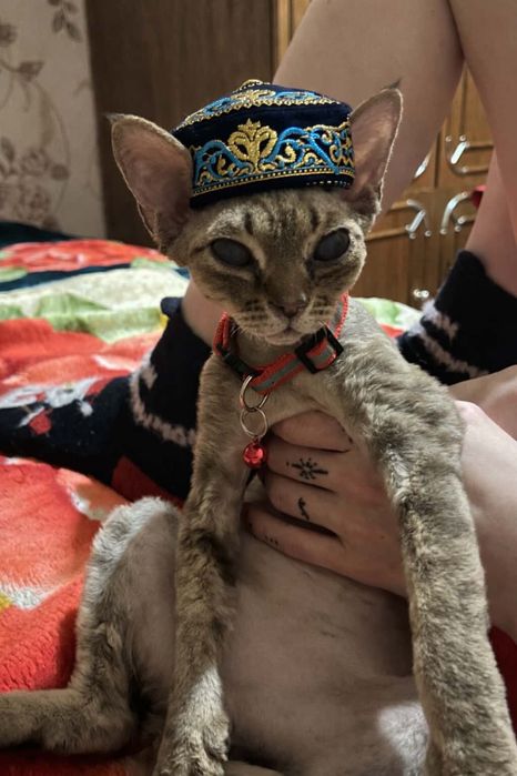 Милый котик Девон-рекс