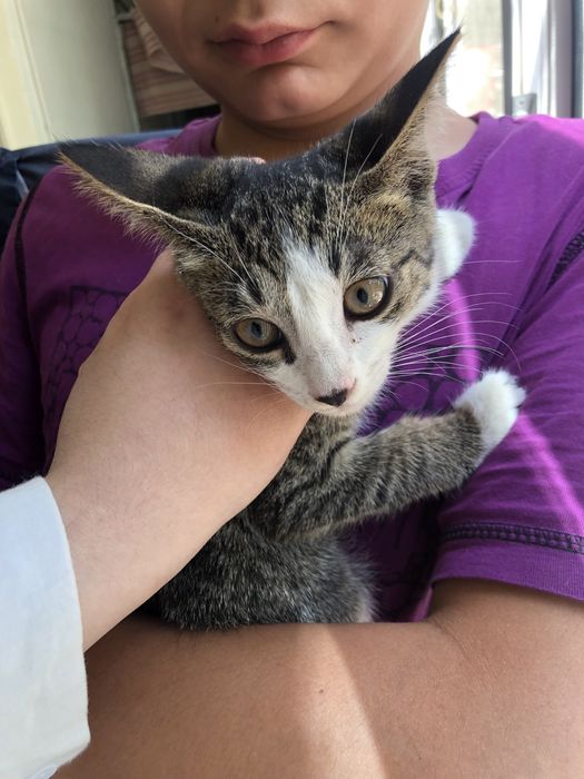 Отдам котенка в добрые руки