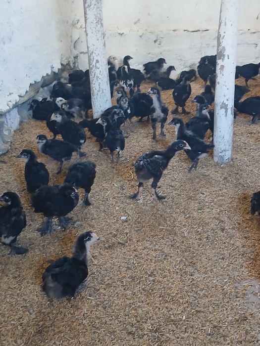 1 oylik Andijon qora tovuq jo‘jalari sotiladi soni  ta atrofida