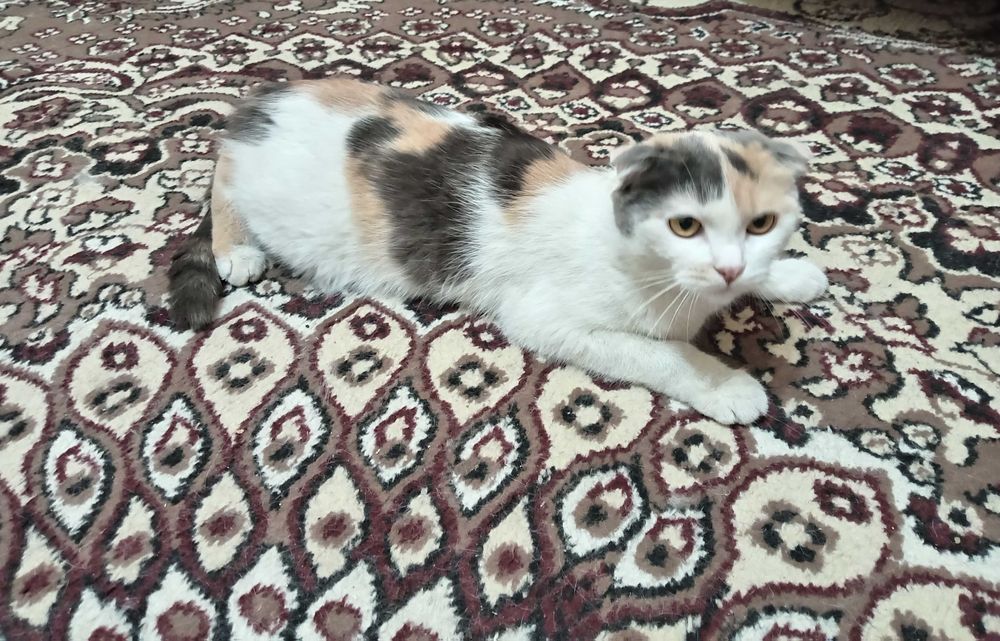 Кошечка вислоухая