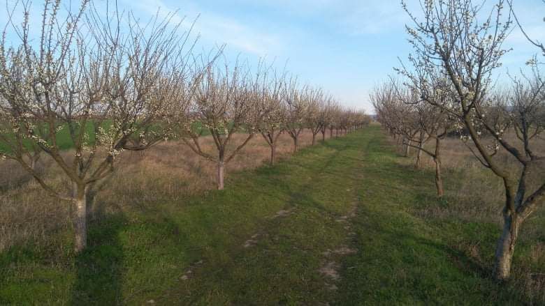 Продава се Земеделски имот в с. Овощник, Област Стара Загора -  кв.м за 3425 €/дка - Снимка #3