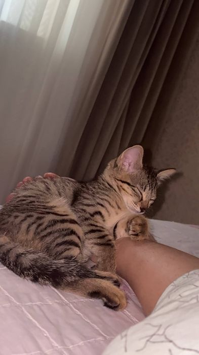 Котенок даром отдам в хорошие руки!
